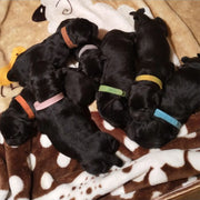12PCS Adjustable Puppy ID Color Coded Nylon Markers Collars