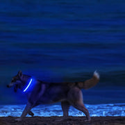 Light-Up Safety Collar for Night Walks Dog Collar