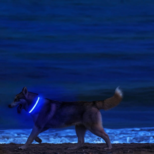 Light-Up Safety Collar for Night Walks Dog Collar